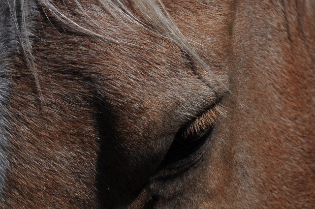 close up of horse's face